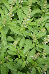 Lime Basil (Ocimum americanum 'Lime') at A Very Successful Garden Center
