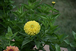 Queeny Lime Zinnia (Zinnia 'Queeny Lime') at A Very Successful Garden Center