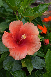 Summer Spice Amaretto Hibiscus (Hibiscus '4404') at A Very Successful Garden Center