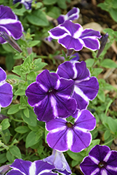 Cascadias Purple Gem Petunia (Petunia 'Cascadias Purple Gem') at A Very Successful Garden Center