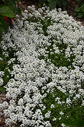 Stream White Sweet Alyssum (Lobularia maritima 'Stream White') at A Very Successful Garden Center