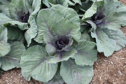 Tasty Red Cabbage (Brassica oleracea var. capitata 'Tasty Red') at A Very Successful Garden Center