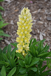 Popsicle Yellow Lupine (Lupinus 'Popsicle Yellow') at Stonegate Gardens