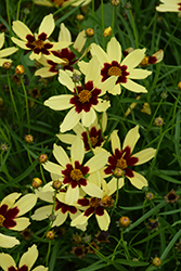 Electric Sunshine Tickseed (Coreopsis 'Electric Sunshine') at A Very Successful Garden Center