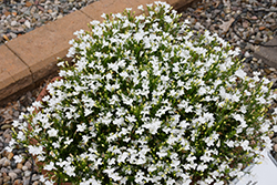 Lobelix White Lobelia (Lobelia 'Lobelix White') at Lakeshore Garden Centres