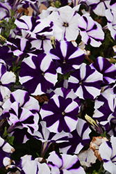 Fortunia Purple Star Petunia (Petunia 'Fortunia Purple Star') at Lakeshore Garden Centres