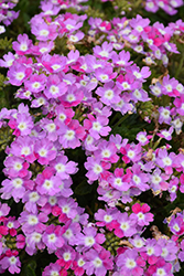 Vanessa Bicolor Purple Verbena (Verbena 'Vanessa Bicolor Purple') at Lakeshore Garden Centres