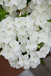 Phloxstar White Annual Phlox (Phlox drummondii 'Phloxstar White') at A Very Successful Garden Center