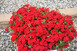 Phloxstar Red Annual Phlox (Phlox drummondii 'Phloxstar Red') at A Very Successful Garden Center