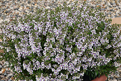 Alonia Bicolor Violet Angelonia (Angelonia angustifolia 'Alonia Bicolor Violet') at Lakeshore Garden Centres