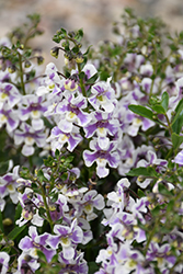 Alonia Bicolor Violet Angelonia (Angelonia angustifolia 'Alonia Bicolor Violet') at Lakeshore Garden Centres