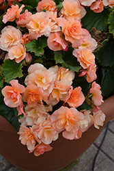 Solenia Apricot Begonia (Begonia x hiemalis 'Solenia Apricot') at A Very Successful Garden Center