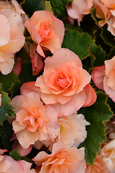 Solenia Apricot Begonia (Begonia x hiemalis 'Solenia Apricot') at A Very Successful Garden Center