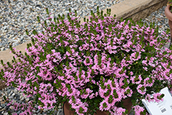 Whirlwind Pink Fan Flower (Scaevola aemula 'Whirlwind Pink') at A Very Successful Garden Center