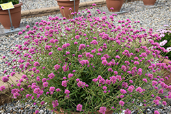 Truffula Pink Gomphrena (Gomphrena 'PAST0517E') at A Very Successful Garden Center