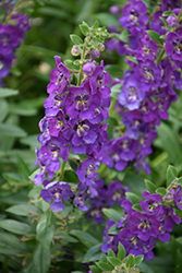 Angelface Blue Angelonia (Angelonia angustifolia 'ANBLU140') at Lakeshore Garden Centres
