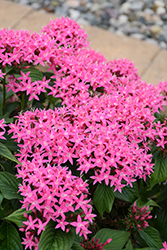 Lucky Star Deep Pink Star Flower (Pentas lanceolata 'PAS1187213') at Lakeshore Garden Centres