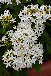 Lucky Star White Star Flower (Pentas lanceolata 'PAS1284142') at A Very Successful Garden Center