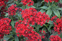 Lucky Star Dark Red Star Flower (Pentas lanceolata 'PAS1231189') at A Very Successful Garden Center