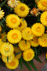 Cottage Yellow Strawflower (Bracteantha 'Wesbracoye') at Lakeshore Garden Centres
