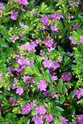 FloriGlory Diana Mexican Heather (Cuphea hyssopifolia 'Diana') at A Very Successful Garden Center