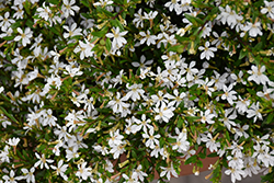 FloriGlory Maria Mexican Heather (Cuphea hyssopifolia 'Wescufloma') at A Very Successful Garden Center