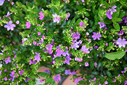 FloriGlory Selena Mexican Heather (Cuphea hyssopifolia 'Wescuflope') at A Very Successful Garden Center