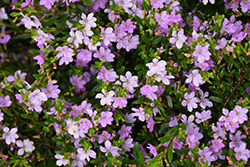 FloriGlory Sofia Mexican Heather (Cuphea hyssopifolia 'Wescufloso') at Lakeshore Garden Centres