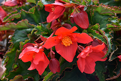 Shine Bright Red Begonia (Begonia boliviensis 'Wesbeshibrire') at A Very Successful Garden Center