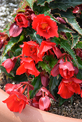 Shine Bright Amore Red Begonia (Begonia boliviensis 'Wesbeshibriar') at Lakeshore Garden Centres