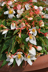RiseUp Sansibel Peach Begonia (Begonia 'Wesberisape') at Lakeshore Garden Centres