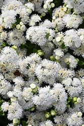 Bumble White Flossflower (Ageratum 'Wesagbuwhi') at Lakeshore Garden Centres