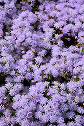 Bumble Silver Flossflower (Ageratum 'Wesagbusi') at Lakeshore Garden Centres