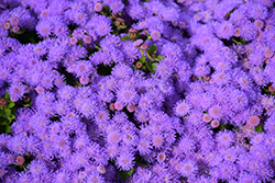 Bumble Blue Flossflower (Ageratum 'Wesagbubl') at Lakeshore Garden Centres
