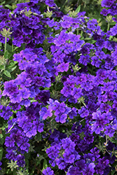 Lanai Upright True Blue Verbena (Verbena 'Lanai Upright True Blue') at A Very Successful Garden Center