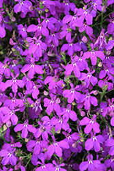 Hot Purple Lobelia (Lobelia 'Weslopur') at A Very Successful Garden Center