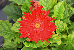 Flori Line Giant Red Gerbera Daisy (Gerbera 'Giant Red') at A Very Successful Garden Center