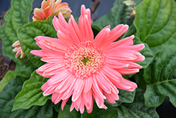Floriline Midi Pink Gerbera Daisy (Gerbera 'Midi Pink') at A Very Successful Garden Center