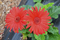 Floriline Midi Red Dark Eye Gerbera Daisy (Gerbera 'Midi Red Dark Eye') at A Very Successful Garden Center