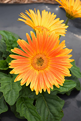 Majorette Sunset Orange Gerbera Daisy (Gerbera 'Majorette Sunset Orange') at A Very Successful Garden Center