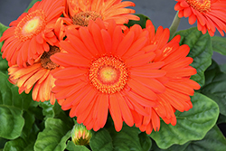 Bengal Orange Gerbera Daisy (Gerbera 'Bengal Orange') at Lakeshore Garden Centres