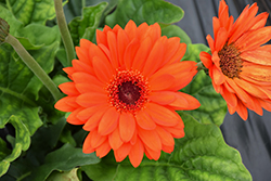 Bengal Orange with Eye Gerbera Daisy (Gerbera 'Bengal Orange with Eye') at Lakeshore Garden Centres