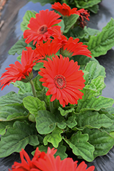 Bengal Red with Eye Gerbera Daisy (Gerbera 'Bengal Red with Eye') at A Very Successful Garden Center