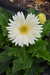 Bengal White Gerbera Daisy (Gerbera 'Bengal White') at A Very Successful Garden Center