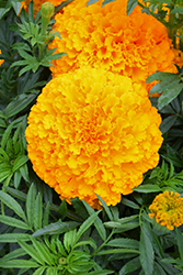 Big Top Orange Marigold (Tagetes erecta 'Big Top Orange') at A Very Successful Garden Center