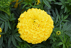 Big Top Yellow Marigold (Tagetes erecta 'Big Top Yellow') at A Very Successful Garden Center