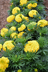 Big Top Yellow Marigold (Tagetes erecta 'Big Top Yellow') at Lakeshore Garden Centres