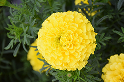 Lady First Marigold (Tagetes erecta 'Lady First') at A Very Successful Garden Center