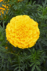 Lady Gold Marigold (Tagetes erecta 'Lady Gold') at A Very Successful Garden Center
