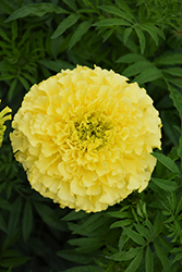 Lady Primrose Marigold (Tagetes erecta 'Lady Primrose') at A Very Successful Garden Center